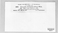 Urocystis anemones image